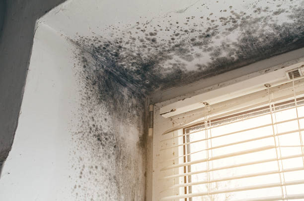 Affordable Attic Mold Remediation solutions in Greenbackville, VA